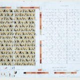 Study IV for Written Word, acrylic, pencil and ink on graph paper, 40.0 x 59.0cm (paper size), 5 September 2017. Photography: Michele Brouet.